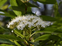 Viburnum nudum