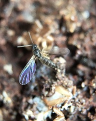 Bibionomorpha