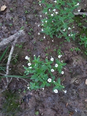Gratiola floridana
