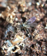 Bibionomorpha