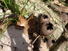 Urnula