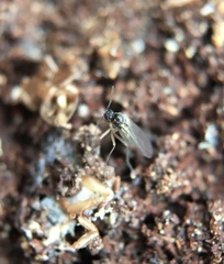 Bibionomorpha