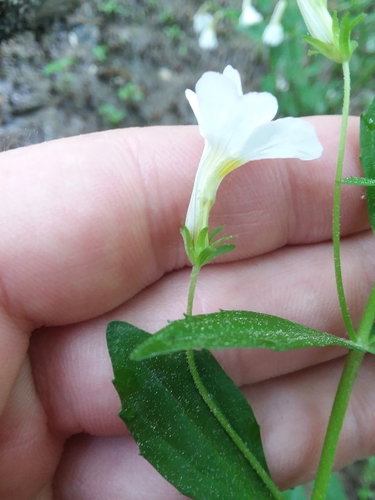 Image of Gratiola floridana by (c) Will McFarland, some rights reserved (CC BY)