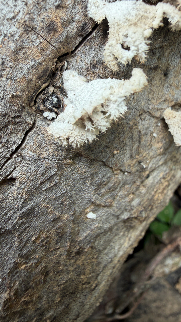 Schizophyllum commune · April 2026 · photo: © idclaire (iNaturalist, cc-by)