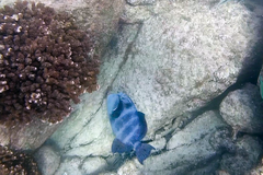 Pseudobalistes naufragium