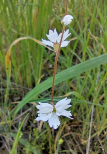 iNaturalist observation photo of San Francisco woodland-star