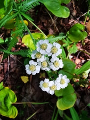 Achillea ptarmica macrocephala