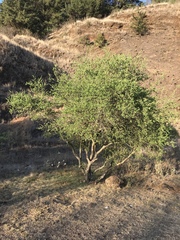 Forestiera phillyreoides