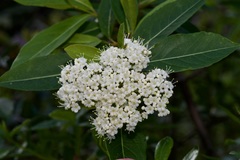 Viburnum nudum
