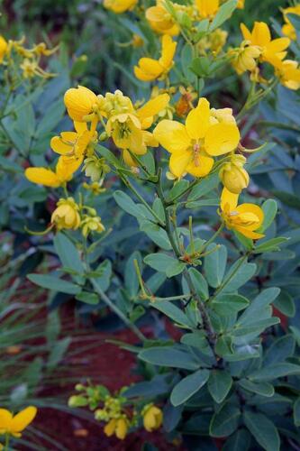 Senna rugosa