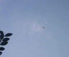 Rhyothemis variegata