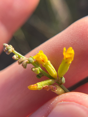 Acmispon junceus