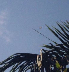 Rhyothemis variegata