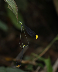 Microstigma rotundatum