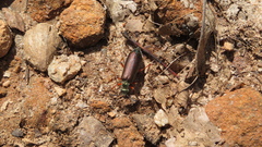 Lytta aenea