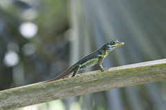 Anolis richardii