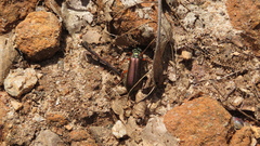Lytta aenea