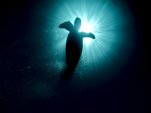 Chelonia mydas