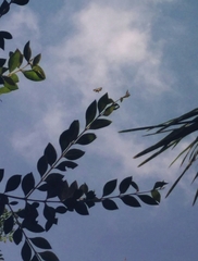 Rhyothemis variegata