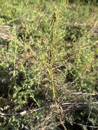 Streptanthus lasiophyllus observed 2026-04-27