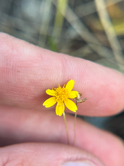 Lasthenia gracilis, photograph author not stated, no rights reserved