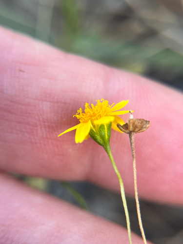 Lasthenia gracilis, photograph 3