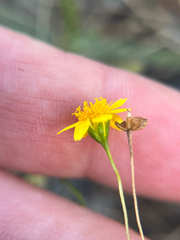 Lasthenia gracilis, photograph author not stated, no rights reserved
