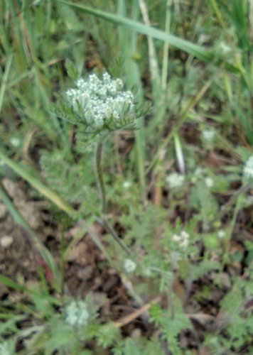 iNaturalist observation photo of American wild carrot