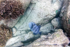 Pseudobalistes naufragium