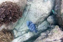 Pseudobalistes naufragium