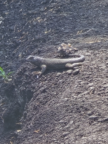 iNaturalist observation photo of Western Fence Lizard