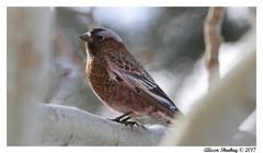 Leucosticte tephrocotis dawsoni