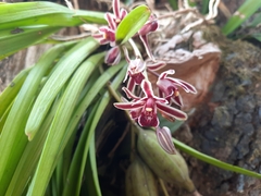 Cymbidium bicolor