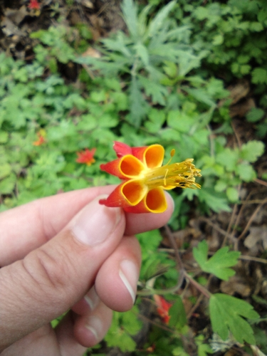 iNaturalist observation photo of western columbine