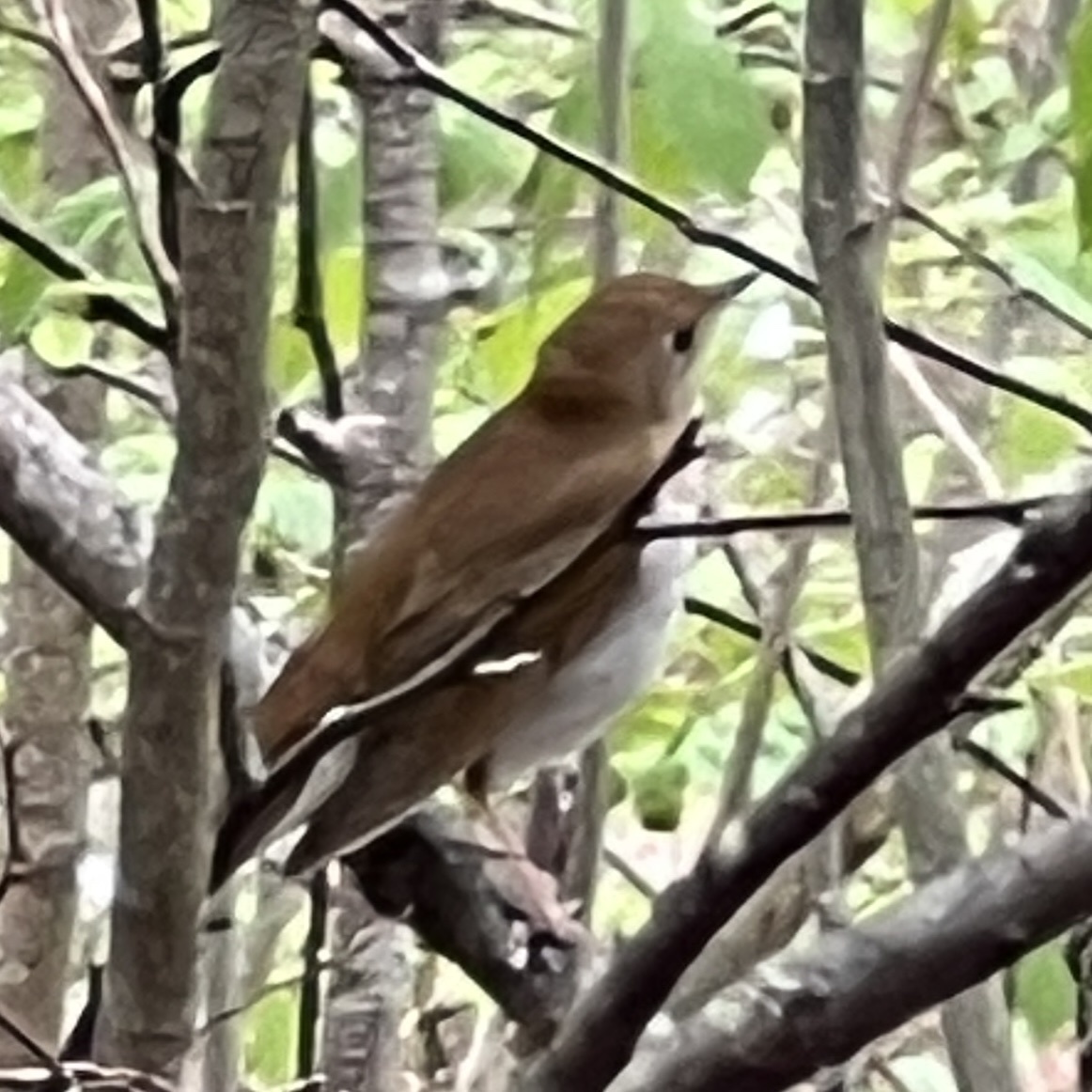 Veery (Catharus fuscescens), photo 6
