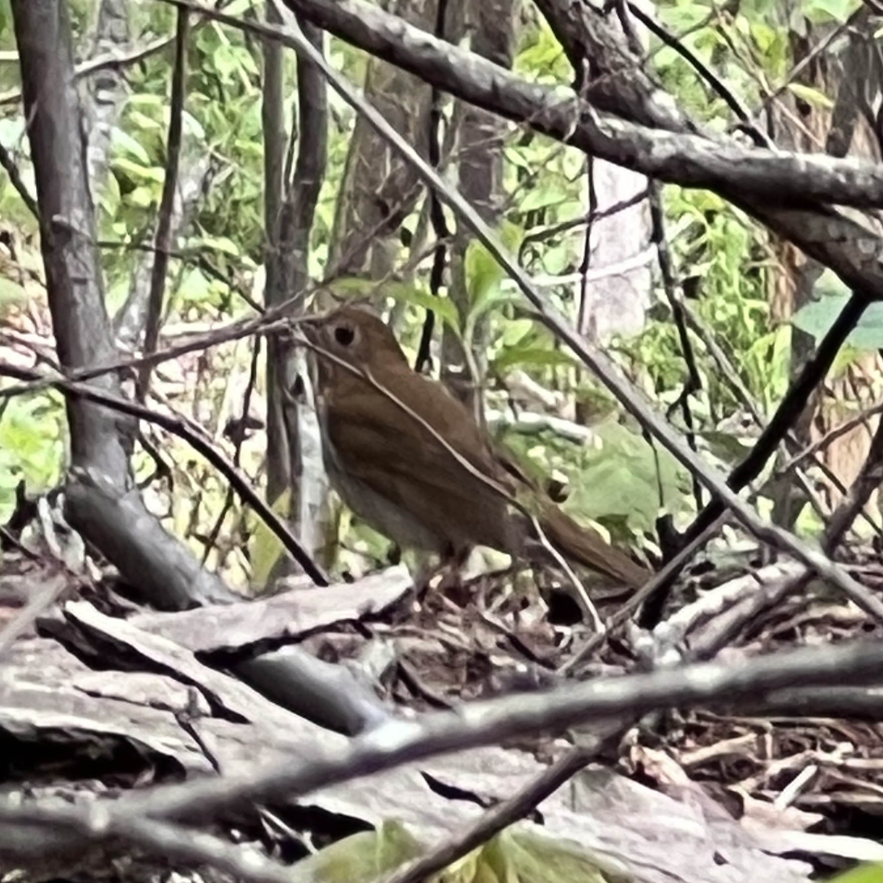 Veery (Catharus fuscescens), photo 7