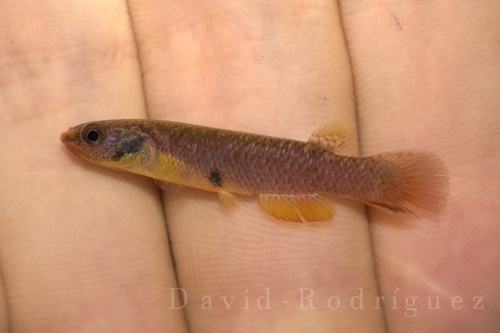 Dogtooth rivulus (Cynodonichthys tenuis) — Rivulidae