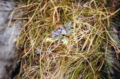 Myosotis albosericea