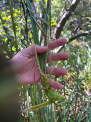 Carex spissa, photograph author not stated, no rights reserved