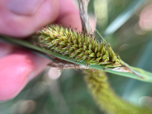 Carex spissa, photograph 6