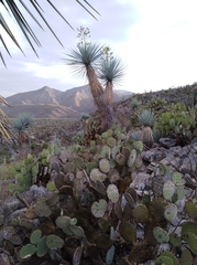 Yucca rigida