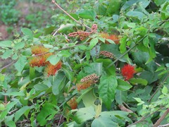 Combretum farinosum
