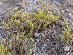 Loeflingia squarrosa