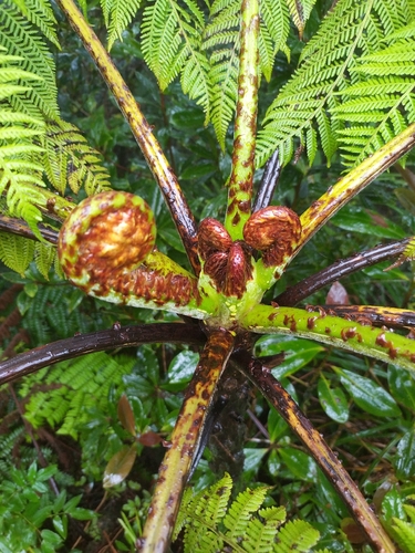 Cyathea robertsiana observed 2026-04-28