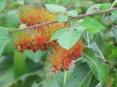 Combretum farinosum