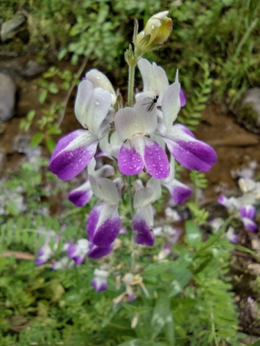 iNaturalist observation photo of Purple Chinese Houses