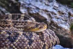 Crotalus ehecatl