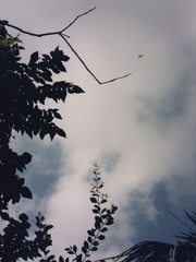 Rhyothemis variegata