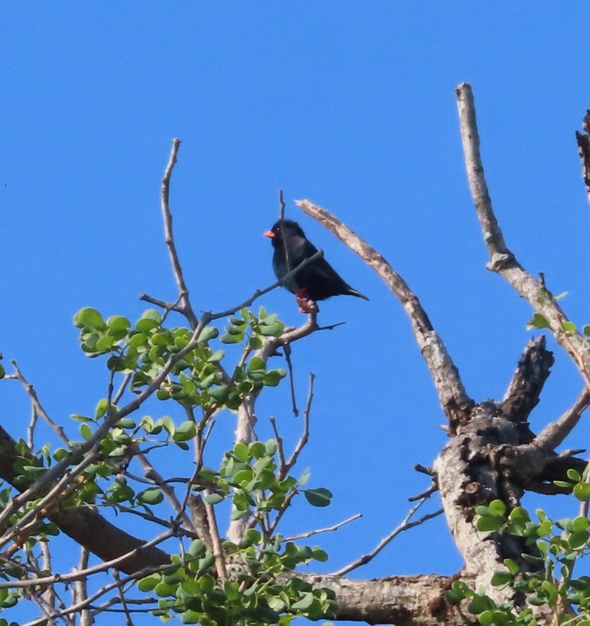 Village Indigobird (Vidua chalybeata), photo 7