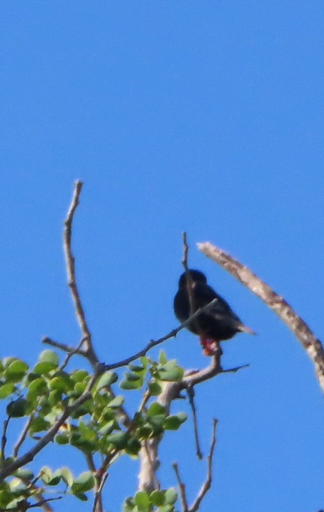 Village Indigobird (Vidua chalybeata), photo 6